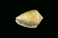 藏品(草蓆芋螺)的圖片